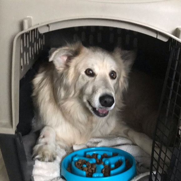 Meet your Posher, Rowan - Picture 1 of 1